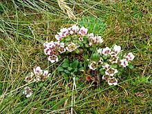 Gentianella concinna httpsuploadwikimediaorgwikipediacommonsthu