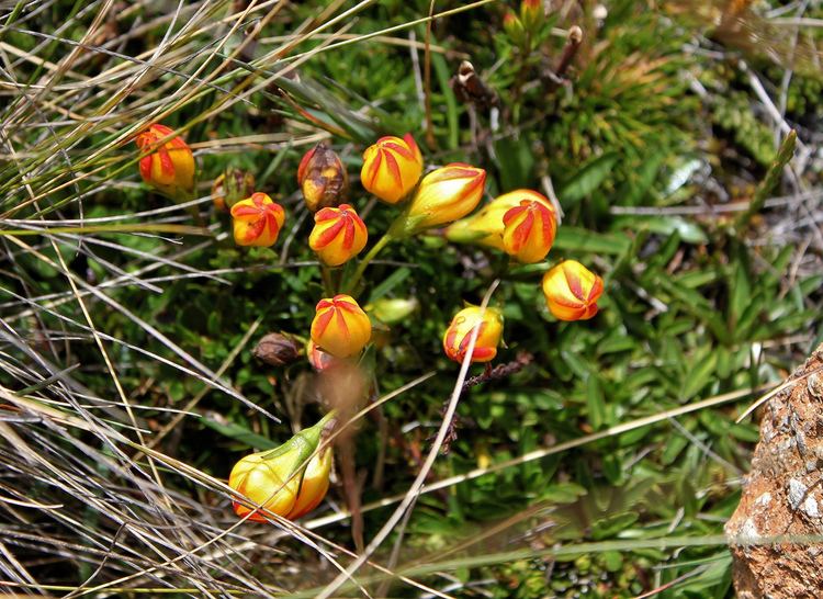 Gentianella hirculus Gentianella hirculus Parque Nacional Cajas Gentianella hi Flickr