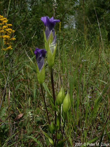 Gentianopsis crinita Gentianopsis crinita Greater Fringed Gentian Minnesota Wildflowers