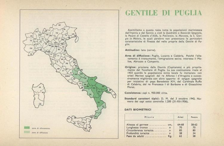 Gentile di Puglia L39Ovino Gentile di Puglia