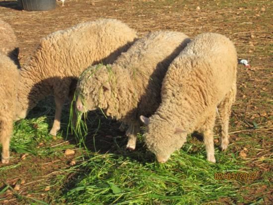 Gentile di Puglia pecore e caprette ilposatoio