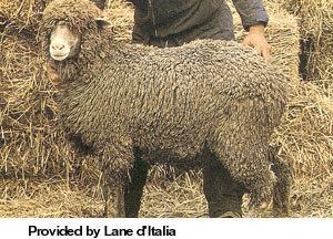 Gentile di Puglia Breeds of Livestock Gentile di Puglia Sheep Breeds of Livestock