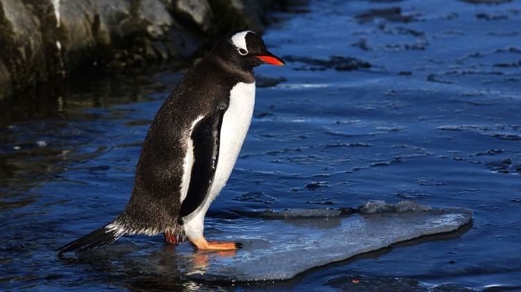 Gentoo penguin Gentoo Penguin ltigtPygoscelis papualtigt