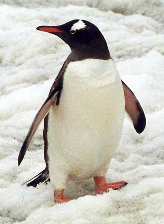 Gentoo penguin gentoo penguin bird Britannicacom