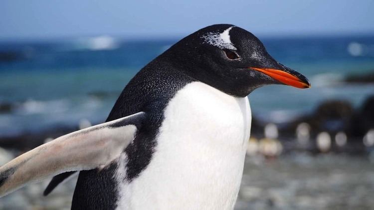 Gentoo penguin Gentoo Penguin ltigtPygoscelis papualtigt