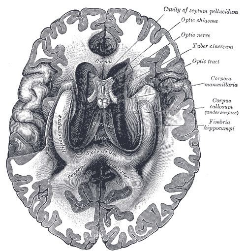 Genu of the corpus callosum