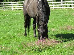 Genuine (horse) httpsuploadwikimediaorgwikipediacommonsthu