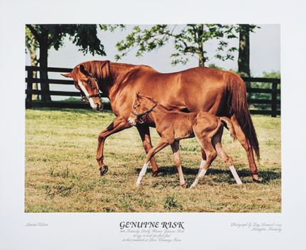 Genuine Risk 1000 images about Genuine Risk on Pinterest Horse racing Champs