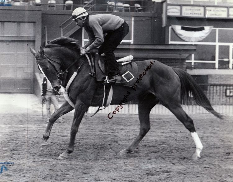 Genuine Risk KENTUCKY DERBY 1980 REMEMBERING GENUINE RISK THE VAULT Horse