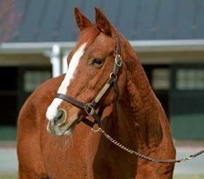 Genuine Risk cdnimagesbloodhorsecomibloodhorseimages2015