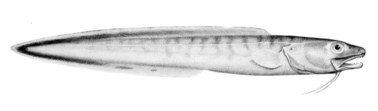 Genypterus FileGenypterus blacodesjpg Wikimedia Commons