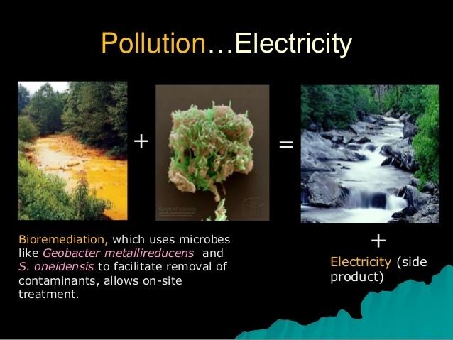 Geobacter metallireducens Bio fuel cells Sludge Treatment