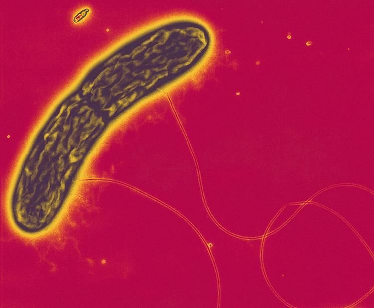Geobacter metallireducens Geobacter Metallireducens Bacteria Tem Photograph by Derek Lovley