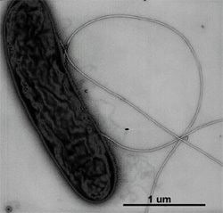 Geobacter metallireducens Metaleating microbe Geobacter metallireducens swims