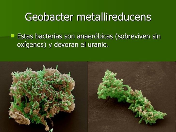 Geobacter metallireducens Conocer Ciencia Biografas Leehuwenhocke
