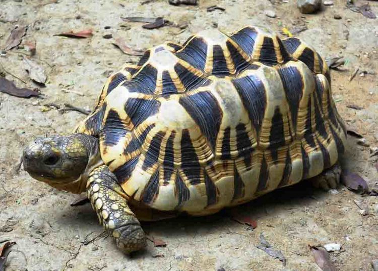 Geochelone Tortoise and Freshwater Turtle Specialist Group