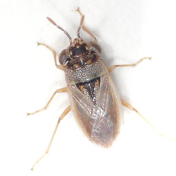 Geocoris Bigeyed bug from California 100721 Geocoris punctipes
