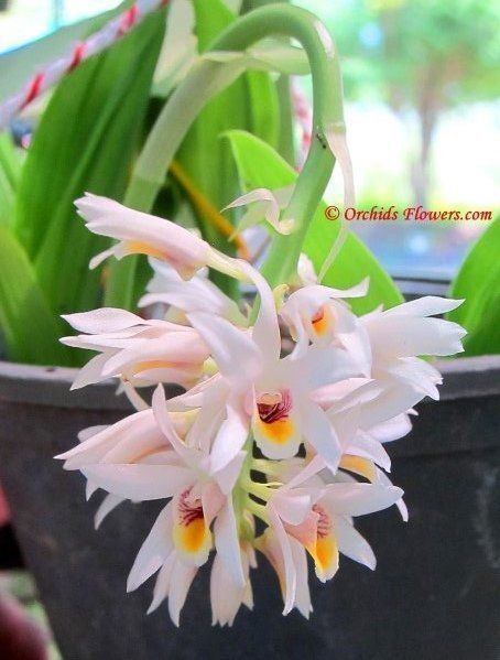 Geodorum 1000 images about Genus Geodorum on Pinterest Keys Orchids and