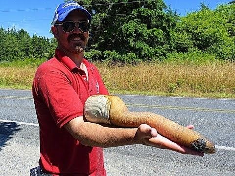 Geoduck The Geoduck the Bad and the Ugly YouTube