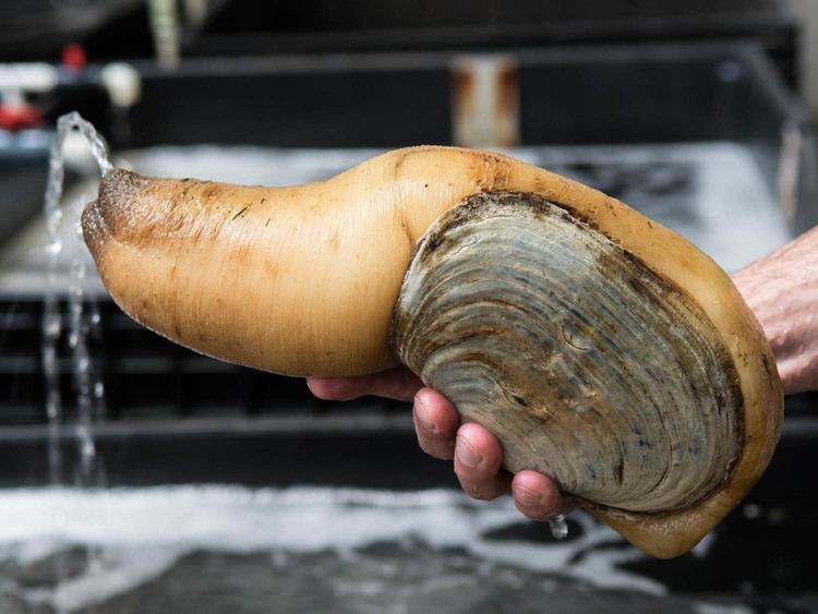 Geoduck wwwseriouseatscomimages20150505062105tomky