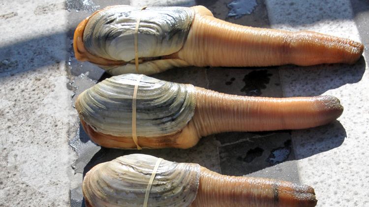 Geoduck About Geoduck from Canada Underwater Harvesters Association