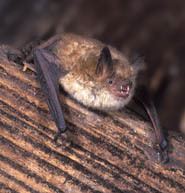 Geoffroy's bat thewebsiteofeverythingcomweblogimagesmyotisem