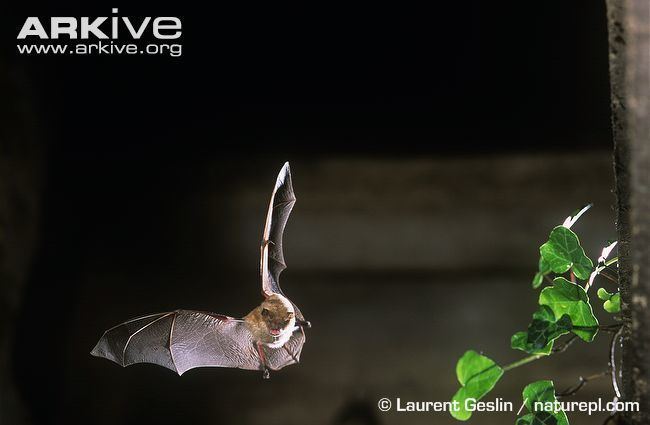 Geoffroy's bat Geoffroy39s bat photo Myotis emarginatus G36263 ARKive