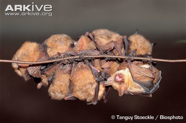 Geoffroy's bat Geoffroy39s bat videos photos and facts Myotis emarginatus ARKive
