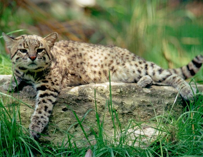 Geoffroy's cat Geoffroy Cat Facts photos videos sounds and news