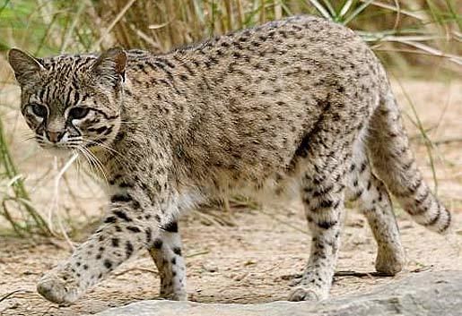 Geoffroy's cat Geoffroy39s Cat Little Amazon Night Stalker Animal Pictures and