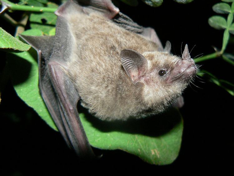 Geoffroy's tailless bat httpsc1staticflickrcom7600259187450116c33