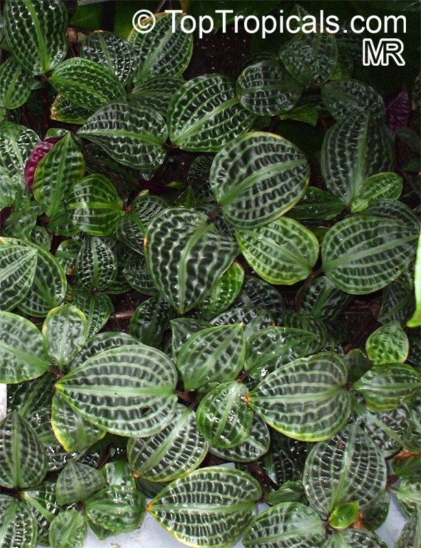 Geogenanthus poeppigii Tropical plant catalog TopTropicalscom