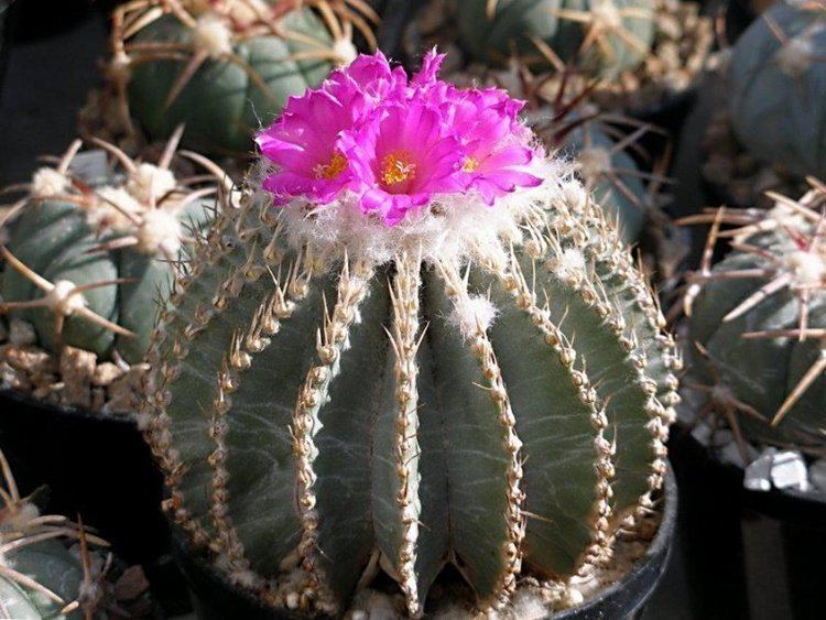 Geohintonia 1000 images about geohintonia on Pinterest Blog Photos and Cactus