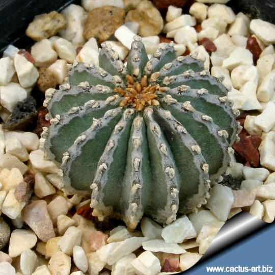 Geohintonia Geohintonia mexicana