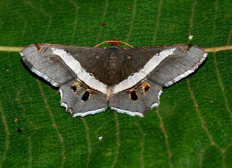 Geometer moth Geometer moth Wikipedia