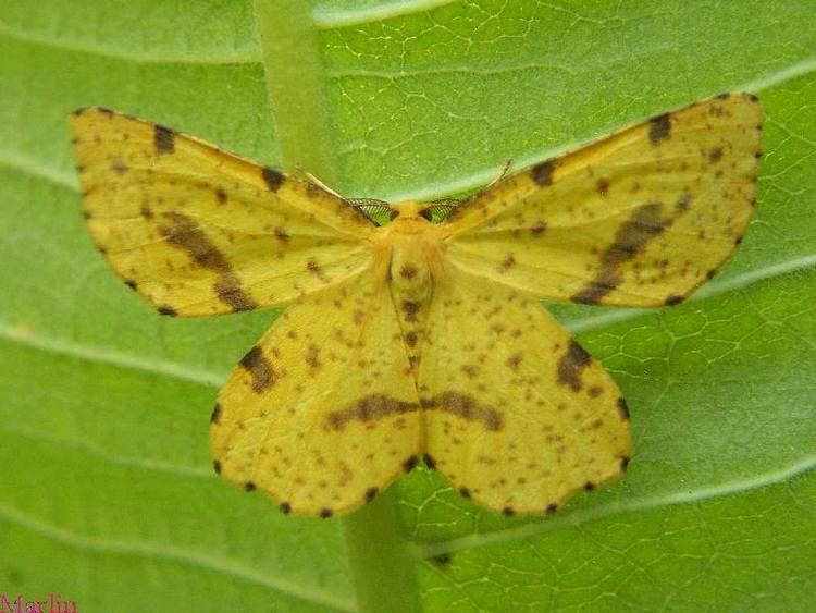 Geometer moth False Crocus Geometer Moth Xanthotype sp