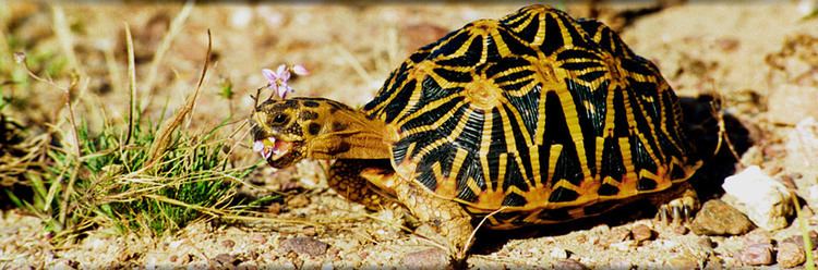 Geometric tortoise The Wildlife For All Trust the tortoise farm nature reserve