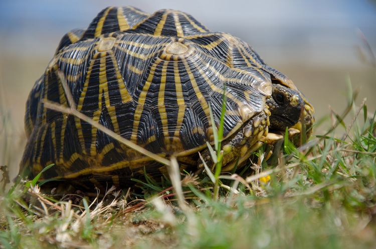 Geometric tortoise CapeNature Launches First Conservation Detection Dog Project For