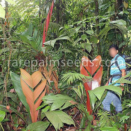 Geonoma Geonoma chococola Palmpedia Palm Grower39s Guide