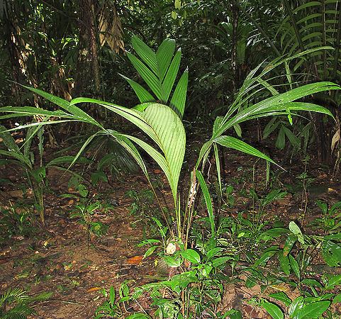 Geonoma Geonoma cuneata Palmpedia Palm Grower39s Guide