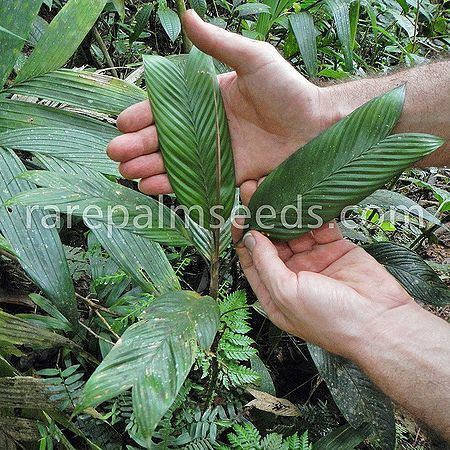 Geonoma Geonoma monospatha Palmpedia Palm Grower39s Guide