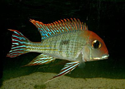 Geophagus Geophagus sp Rio Tapajos Red Cap An Unclaimed Amazon Jewel