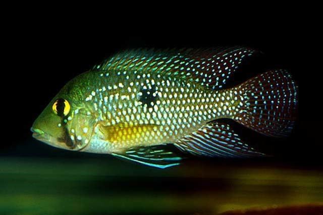 Geophagus Fish Identification