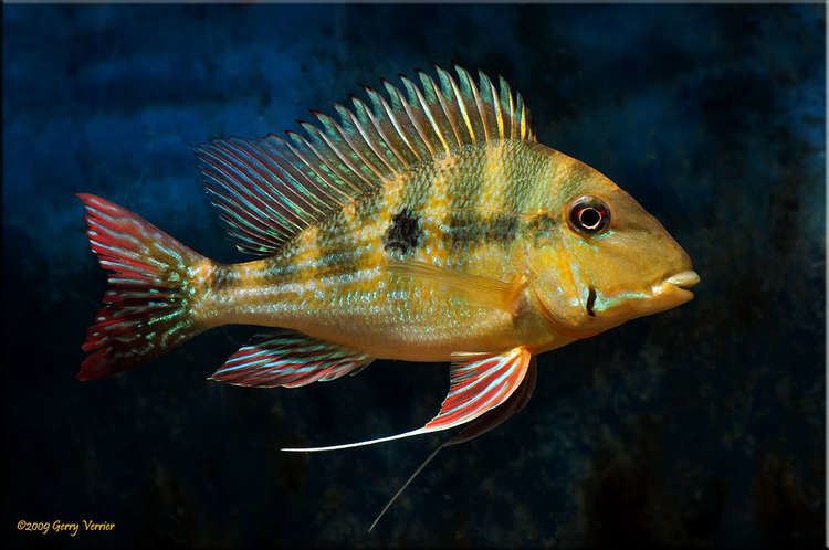 Geophagus Geophagus dicrozoster Seriously Fish