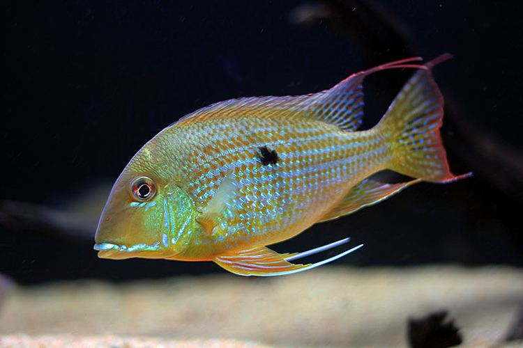 Geophagus altifrons 1000 images about Geophagus on Pinterest Canon Spotlight and