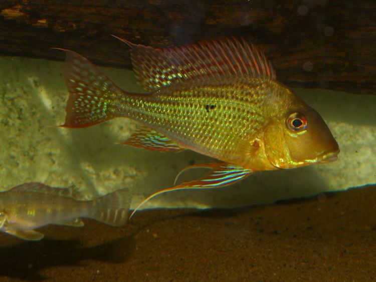 Geophagus altifrons wwwseriouslyfishcomwpcontentuploads201203G