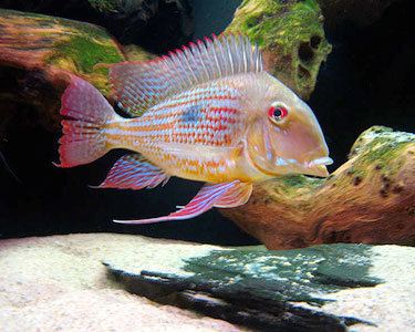 Geophagus altifrons Geophagus altifrons Aquarium Hobbyist Social Networking Community