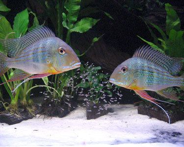 Geophagus altifrons Geophagus altifrons Aquarium Hobbyist Social Networking Community