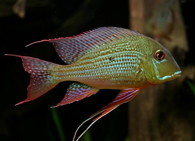 Geophagus altifrons Geophagus Altifronspopularityavailability General