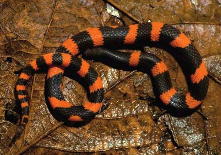 Geophis Geophis lorancai New Species of Earth Snake Found in Mexico